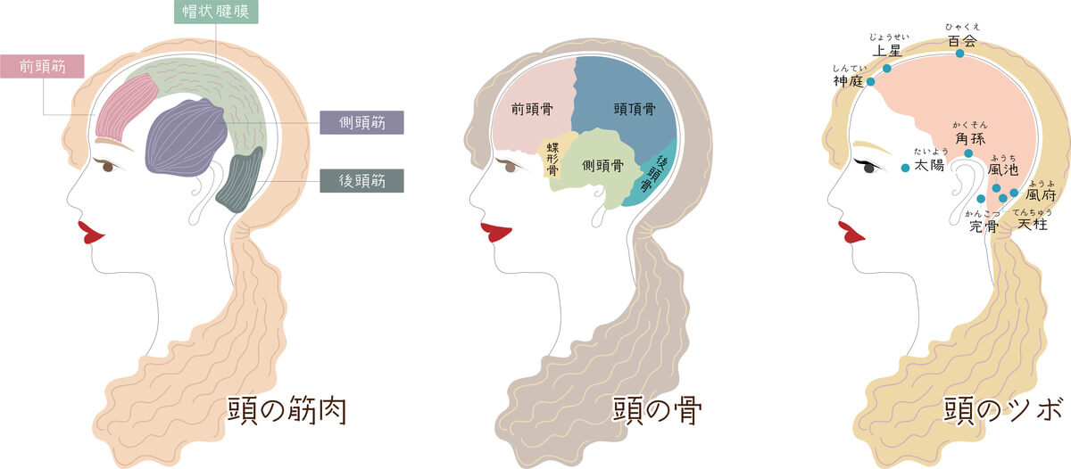 前頭筋・側頭筋・後頭筋