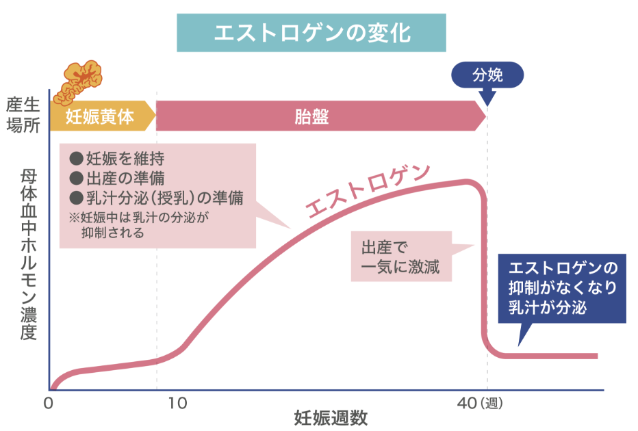 ホルモンバランスの変化によるヘアサイクルの乱れ