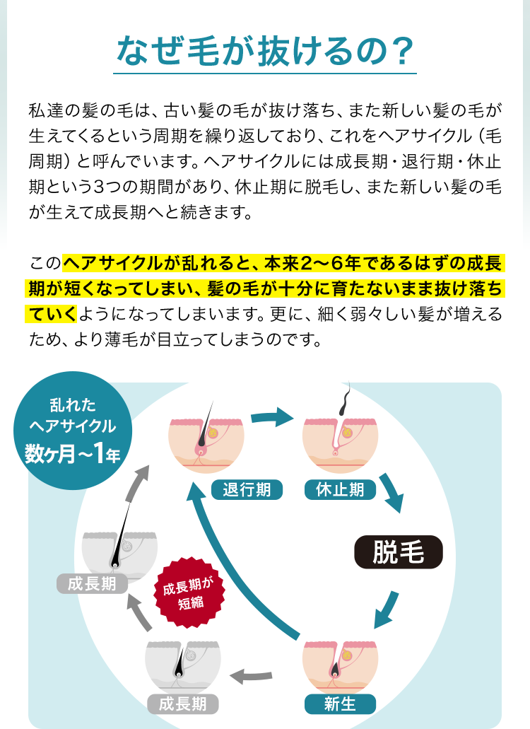 私達の髪の毛は、古い髪の毛が抜け落ち、また新しい髪の毛が生えてくるという周期を繰り返しており、これをヘアサイクル(毛周期)と呼んでいます。ヘアサイクルには成長期・退行期・休止期という3つの期間があり、休止期に脱毛し、また新しい髪の毛が生えて成長期へと続きます。このヘアサイクルが乱れると、本来2〜6年であるはずの成長期が短くなってしまい、髪の毛が十分に育たないまま抜け落ちていくようになってしまいます。更に、細く弱々しい髪が増えるため、より薄毛が目立ってしまうのです。